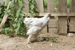 Питание куриц на традиционном сельском скотном дворе Курица стоя в траве на сельском саде в сельской местности поднимающее вверх стоковая фотография Питание куриц на традиционном сельском скотном дворе Курица стоя в траве на сельском саде в сельской местности поднимающее вверх стоковая фотография