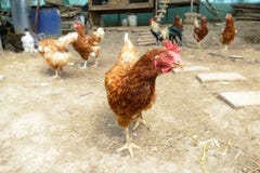 Питание куриц на традиционном сельском скотном дворе Курица стоя в траве на сельском саде в сельской местности поднимающее вверх стоковое фото Питание куриц на традиционном сельском скотном дворе Курица стоя в траве на сельском саде в сельской местности поднимающее вверх стоковое фото
