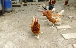 Питание куриц на традиционном сельском скотном дворе Курица стоя в траве на сельском саде в сельской местности поднимающее вверх стоковая фотография Питание куриц на традиционном сельском скотном дворе Курица стоя в траве на сельском саде в сельской местности поднимающее вверх стоковая фотография
