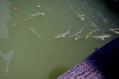 Плавание рыб кефали на поверхности дока воды следующего деревянного стоковое фото rf Плавание рыб кефали на поверхности дока воды следующего деревянного стоковое фото rf