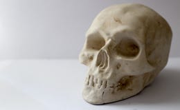 Пластиковый человеческий череп стоковая фотография Пластиковый человеческий череп стоковая фотография