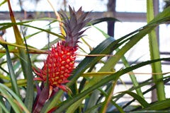 Плод bromeliad Bracteatus ананаса стоковые фотографии rf Плод bromeliad Bracteatus ананаса стоковые фотографии rf