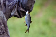 Плотва рыб небольшая вися на крюке на зеленом крупном плане предпосылки Рыболов уловил dace рыб, rutilus Серебр стоковые изображения rf Плотва рыб небольшая вися на крюке на зеленом крупном плане предпосылки Рыболов уловил dace рыб, rutilus Серебр стоковые изображения rf