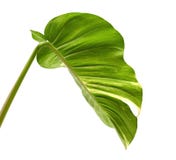 Плющ ` s дьявола, золотой pothos, aureum Epipremnum, сердце сформировал лозу листьев при большие листья изолированные на белой пр Стоковые Фотографии RF Плющ ` s дьявола, золотой pothos, aureum Epipremnum, сердце сформировал лозу листьев при большие листья изолированные на белой пр Стоковые Фотографии RF