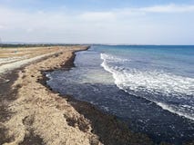 Пляж вполне сухих морских водорослей берегом стоковая фотография Пляж вполне сухих морских водорослей берегом стоковая фотография