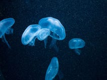 Подводный крупный план медуз космоса в голубом свете стоковое фото Подводный крупный план медуз космоса в голубом свете стоковое фото