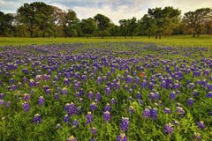 Поле Bluebonnets Техаса стоковые фотографии rf Поле Bluebonnets Техаса стоковые фотографии rf