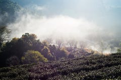Поле чая и туман утра, на Doi Angkhang в Chiangmai, Tha Стоковая Фотография Поле чая и туман утра, на Doi Angkhang в Chiangmai, Tha Стоковая Фотография