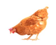 Полное тело коричневого положения курицы цыпленка изолировало белое backgroun стоковые фото Полное тело коричневого положения курицы цыпленка изолировало белое backgroun стоковые фото