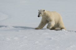 Полярный медведь скача через отказ в льде в паковом льде к северу от Шпицбергена стоковые изображения Полярный медведь скача через отказ в льде в паковом льде к северу от Шпицбергена стоковые изображения