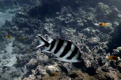 Подводная съемка от свища в металле Dahab Египта стоковое фото Подводная съемка от свища в металле Dahab Египта стоковое фото