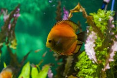 Подводный мир с яркими водорослями и большими рыбами стоковое изображение rf Подводный мир с яркими водорослями и большими рыбами стоковое изображение rf