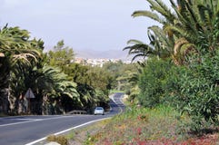 Подгоняя ринв дороги palmtrees стоковое фото rf Подгоняя ринв дороги palmtrees стоковое фото rf