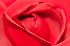 Поднял стоковые изображения Поднял стоковые изображения