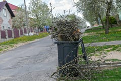 Подрезая деревья резать некоторые ветви от дерева к органическому контейнеру компоста стоковые фотографии rf Подрезая деревья резать некоторые ветви от дерева к органическому контейнеру компоста стоковые фотографии rf