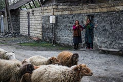 2 пожилых сельских женщины смеются Стадо овец идет вдоль сельской дороги стоковые фото 2 пожилых сельских женщины смеются Стадо овец идет вдоль сельской дороги стоковые фото