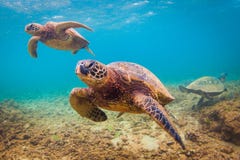 позеленейте гаваискую черепаху моря стоковые фото позеленейте гаваискую черепаху моря стоковые фото