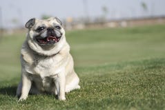 покрасьте pug пыжика счастливый стоковые изображения rf покрасьте pug пыжика счастливый стоковые изображения rf