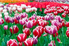 покрасьте желтый цвет тюльпана красной весны fuschia цветков большой стоковая фотография покрасьте желтый цвет тюльпана красной весны fuschia цветков большой стоковая фотография