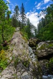 покрытые Мх камни в древесинах в Altai, России стоковые фотографии rf покрытые Мх камни в древесинах в Altai, России стоковые фотографии rf