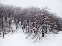 покрытые Снег деревья в лесе на пасмурный весенний день стоковые изображения rf покрытые Снег деревья в лесе на пасмурный весенний день стоковые изображения rf