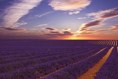 Поле Lavander с изумляя заходом солнца стоковые изображения rf Поле Lavander с изумляя заходом солнца стоковые изображения rf