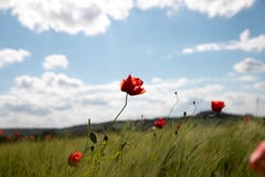 Поле весны ушей пшеницы с цветками мака на фоне голубого неба с белыми облаками Поле зеленого цвета весны с стоковые изображения Поле весны ушей пшеницы с цветками мака на фоне голубого неба с белыми облаками Поле зеленого цвета весны с стоковые изображения