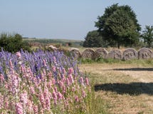 Поле красочного delphinium цветет в фитиле, Pershore, Вустершире, Великобритании, с связками сена на заднем плане стоковое изображение Поле красочного delphinium цветет в фитиле, Pershore, Вустершире, Великобритании, с связками сена на заднем плане стоковое изображение
