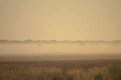 Поле полевых цветков и трав положено в кожух в туман утра стоковые фотографии rf Поле полевых цветков и трав положено в кожух в туман утра стоковые фотографии rf