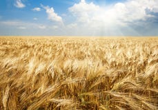 Поле пшеницы в ярком солнечном свете, аграрной предпосылке стоковые фото Поле пшеницы в ярком солнечном свете, аграрной предпосылке стоковые фото