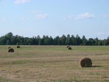 Поле с отрезанными травой и сеном в Беларуси стоковые фото Поле с отрезанными травой и сеном в Беларуси стоковые фото