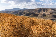 Поле цветка Saflor в Tigray, северной Эфиопии, Африке стоковые фотографии rf Поле цветка Saflor в Tigray, северной Эфиопии, Африке стоковые фотографии rf