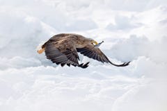 Полет Бело-замкнул орла, albicilla Haliaeetus, Хоккаидо, Японии Сцена живой природы действия с льдом Орел в мухе Бой орла с f стоковое фото rf Полет Бело-замкнул орла, albicilla Haliaeetus, Хоккаидо, Японии Сцена живой природы действия с льдом Орел в мухе Бой орла с f стоковое фото rf