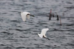 Полученные Egrets уловили и сделали бег для его стоковое изображение Полученные Egrets уловили и сделали бег для его стоковое изображение
