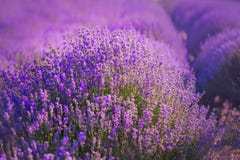 Поля лаванды Красота пурпурной лаванды Конец куста лаванды вверх стоковые фото Поля лаванды Красота пурпурной лаванды Конец куста лаванды вверх стоковые фото