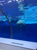 Полярный медведь плавая в большом бассейне как океан с айсбергами стоковая фотография Полярный медведь плавая в большом бассейне как океан с айсбергами стоковая фотография