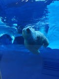 Полярный медведь плавая в большом бассейне как океан с айсбергами стоковые изображения rf Полярный медведь плавая в большом бассейне как океан с айсбергами стоковые изображения rf