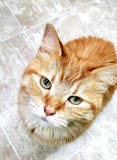 Померанцовый кот стоковые фото Померанцовый кот стоковые фото