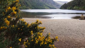Понизьте озеро между маленькими желтыми цветками в горе Wicklow стоковое фото rf Понизьте озеро между маленькими желтыми цветками в горе Wicklow стоковое фото rf