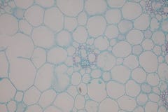 Поперечное сечение Dicot, Monocot и корень стержня завода под микроскопом стоковое фото Поперечное сечение Dicot, Monocot и корень стержня завода под микроскопом стоковое фото