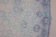 Поперечное сечение Dicot, Monocot и корень стержня завода под микроскопом стоковые изображения rf Поперечное сечение Dicot, Monocot и корень стержня завода под микроскопом стоковые изображения rf