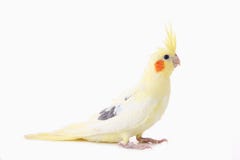 Попугай Corella с красными щеками и длинными пер стоковое фото Попугай Corella с красными щеками и длинными пер стоковое фото