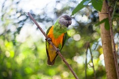 Попугай Сенегала или senegalus Poicephalus сидя на зеленом конце предпосылки дерева вверх стоковые фотографии rf Попугай Сенегала или senegalus Poicephalus сидя на зеленом конце предпосылки дерева вверх стоковые фотографии rf
