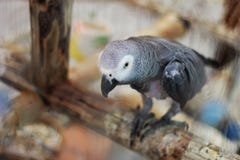 Попугай сидя на ветви стоковое фото Попугай сидя на ветви стоковое фото