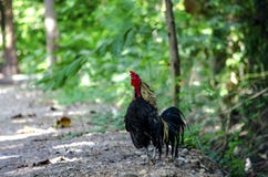 Портрет bantam красной живой природы животных крана в Таиланде стоковые фото Портрет bantam красной живой природы животных крана в Таиланде стоковые фото