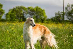 Портрет borzoi красивой породы собаки русского стоя в зеленой траве и желтый лютик field в лете стоковое изображение rf Портрет borzoi красивой породы собаки русского стоя в зеленой траве и желтый лютик field в лете стоковое изображение rf