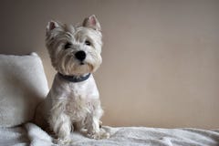Портрет Westie, щенок белого терьера западной гористой местности стоковое изображение rf Портрет Westie, щенок белого терьера западной гористой местности стоковое изображение rf