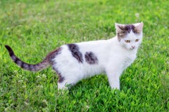 Портрет без сокращений белого кота на зеленом grass_ стоковая фотография Портрет без сокращений белого кота на зеленом grass_ стоковая фотография