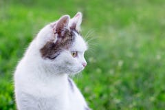 Портрет белого кота против предпосылки зеленой травы, aside_ взглядов кота стоковые фотографии rf Портрет белого кота против предпосылки зеленой травы, aside_ взглядов кота стоковые фотографии rf