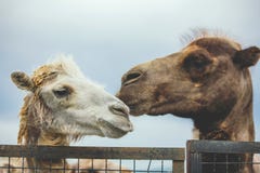 Портрет 2 верблюдов стоковая фотография rf Портрет 2 верблюдов стоковая фотография rf